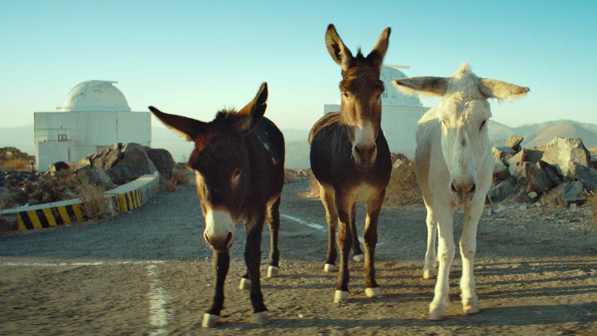 2026 Oscar Nominated Short Films – Documentary 2026 Oscar Nominated Short Films – Documentary